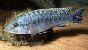 Pseudotropheus benetos 'Magunga'